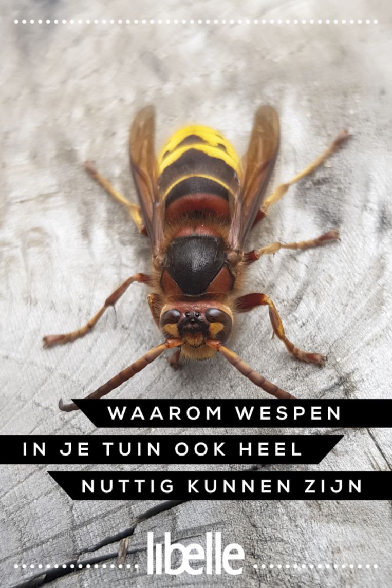 Waarom wespen in je tuin ook heel nuttig kunnen zijn Libelle