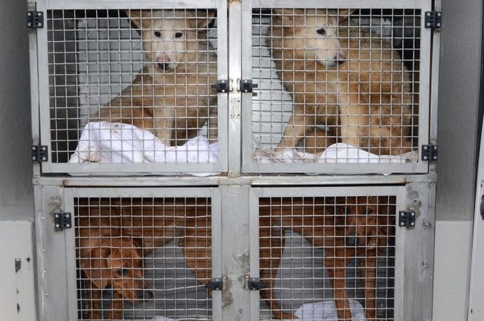 In Lettele werden honderd honden in beslag genomen.