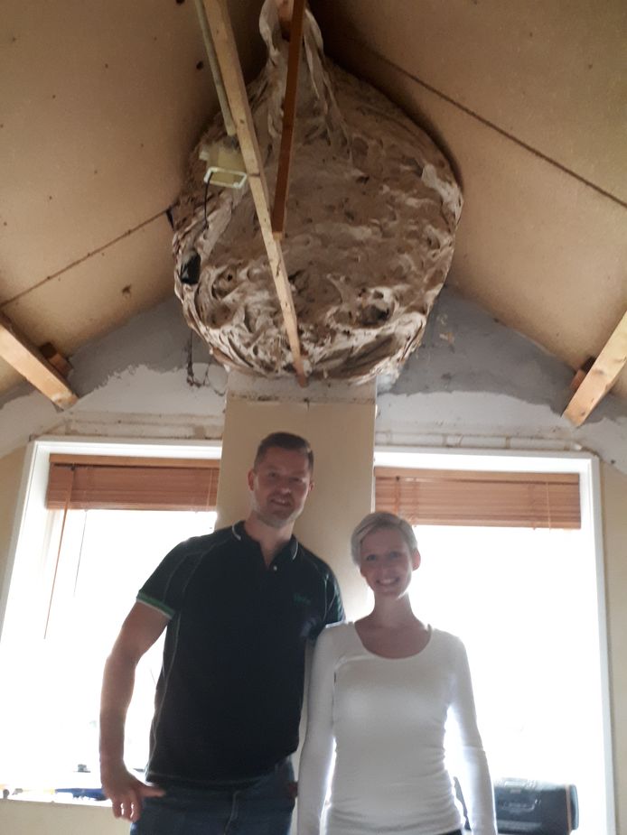 Ruud Schoemaker en Lotte Oonk vonden een enorm wespennest op hun logeerkamer aan de Schapendijk in Rijssen.
