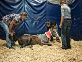 Al 8 jaar in de ban van de paardenbeul