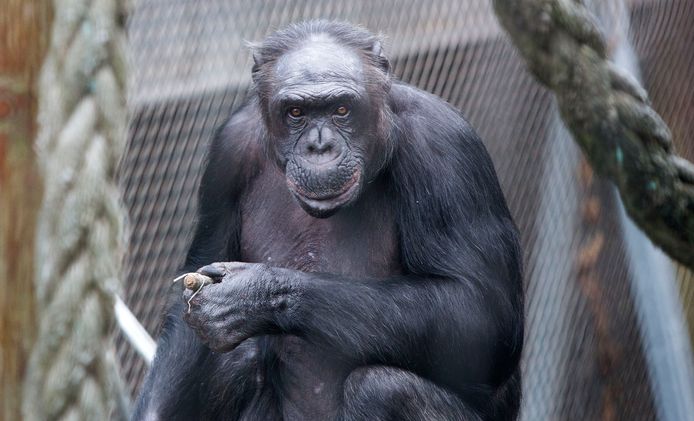 Chimpansee Fiffy.