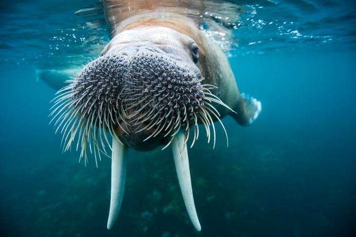Een walrus zwemt onderwater in de Noordelijke IJszee.