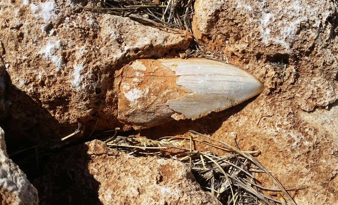 Deze fossiel werd gestolen in het afgelegen Cape Range National Park.