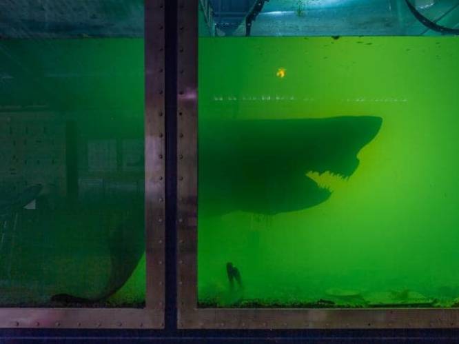 Fotograaf verkent verlaten dierenpark en stoot op mensenhaai op sterk water