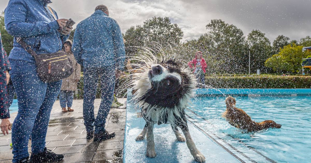 Honden én hun baasjes genieten tussen de buien door van een plons in het zwembad