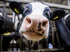 Gekkekoeienziekte op Nederlands boerenbedrijf: het blijkt de minder gevaarlijke variant