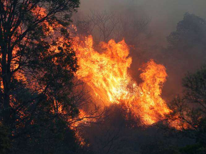 Bosbranden leggen 20 woningen en populaire lodge in de as in Australië