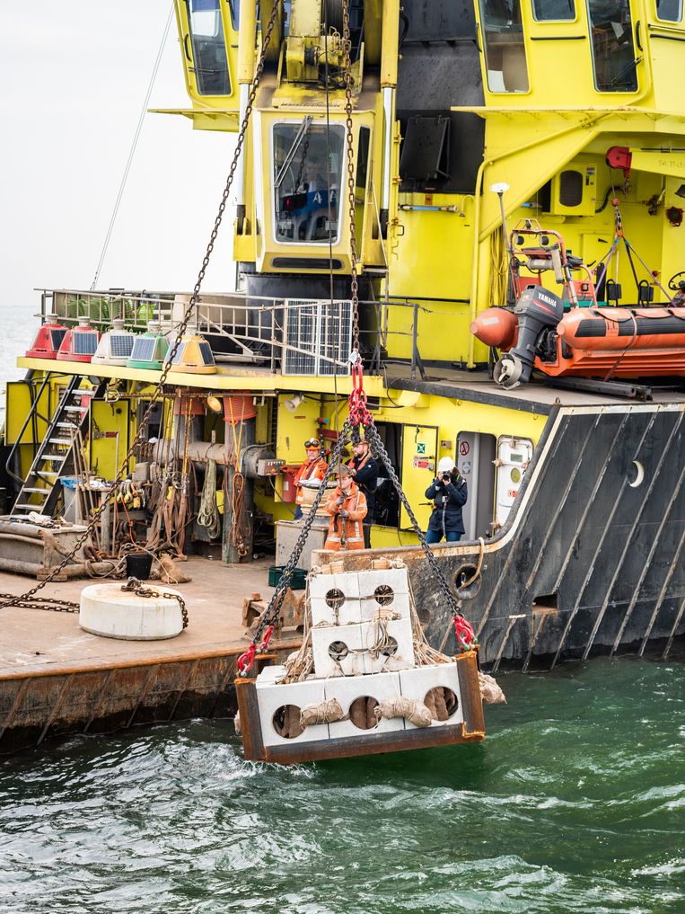 Een van de kunstmatige riffen wordt op de zeebodem gelegd vanuit de MS Rotterdam. Beeld Simon Lenskens