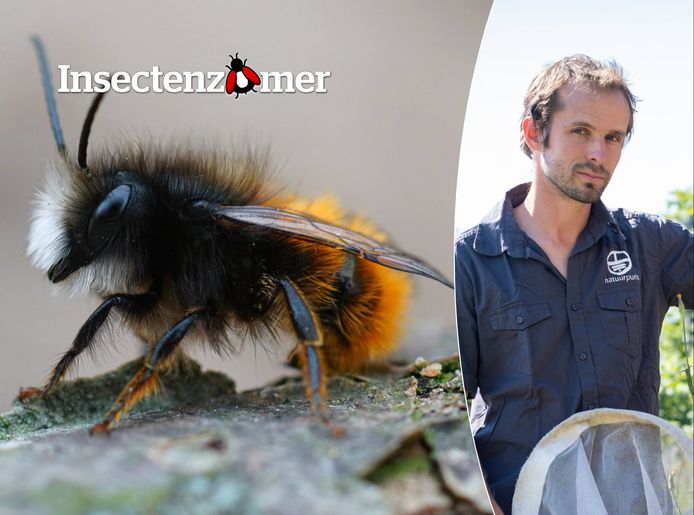 In Vlaanderen kan je meer dan 300 bijensoorten terugvinden. Daar zitten heel wat prachtige beestjes tussen.