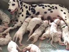 Rimpels galblaas spannend Schattig! Australische dalmatiër breekt met nest van 19 puppy's  wereldrecord | Buitenland | bd.nl