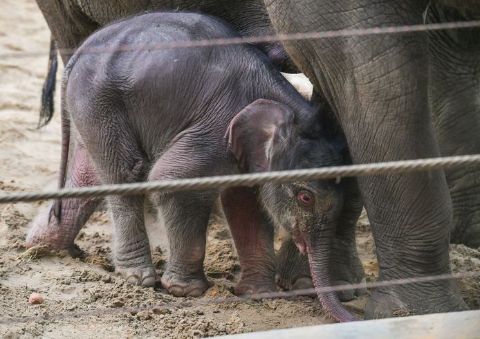 Joel Hoylaerts - Photo News