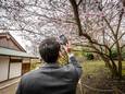 Tripje naar de Japanse Tuin plannen? Vanaf dinsdag kan het.