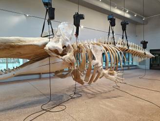 Le squelette du cachalot Valentin, qui s’était échoué à Oostduinkerke en 1989, exposé au musée Navigo
