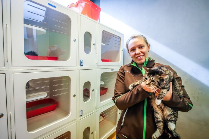 Dierenverzorgster Melanie Bauden van Ganzeweide in Koksijde, met een van de in beslag genomen katten. De dieren zitten voorlopig nog allemaal in quarantaine.