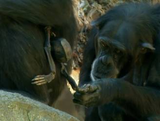KIJK. Rouwende chimpansee houdt dode baby al drie maanden bij zich