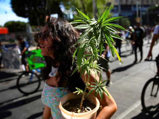 Mexicaanse drugsrevolutie: legalisering cannabis op komst