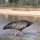 Reuzenibis voert lijst zeldzame vogels aan