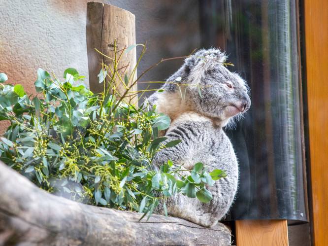 Eerste koalaverblijf van Nederland officieel geopend in Rhenen: ‘Ze zijn hun omgeving aan het ontdekken’