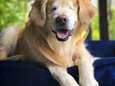 Baasje laat blinde Smiley, Amerika's bekendste hulphond, rustig inslapen