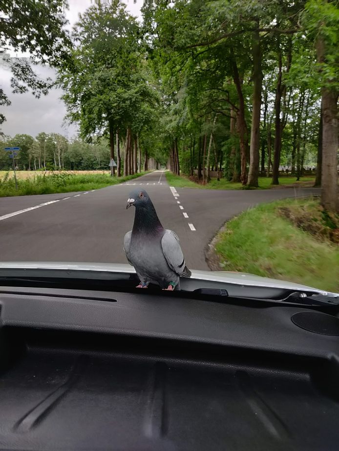 Postduif rijdt kilometers op motorkap van Rienke Nijland uit Noordijk en ontsnapt zo aan torenvalk