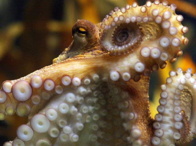 Wetenschappers sluiten niet uit dat octopussen eigenlijk aliens zijn