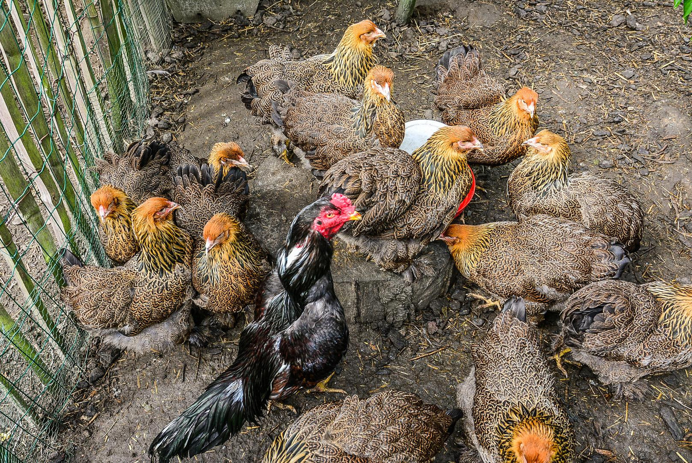 haar Onnauwkeurig pin We hebben zelfs kippen die groene eieren leggen" | Foto | hln.be