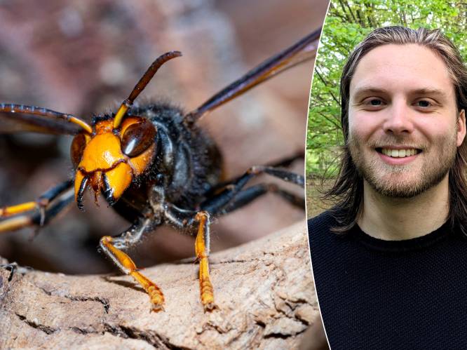 Aantal nesten van Aziatische hoornaar vervijfvoudigd in 2023: hoe gevaarlijk is hij écht? 5 vragen beantwoord