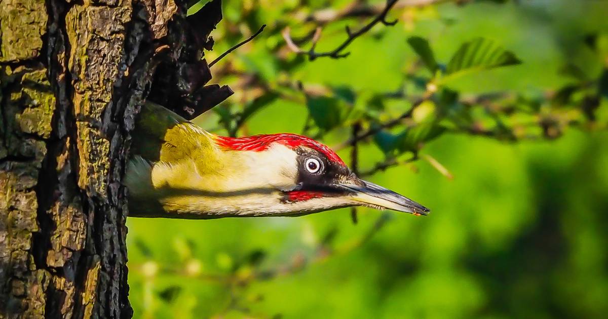 picture Vogels In Nederland Rood groene specht voelt zich dankzij vele