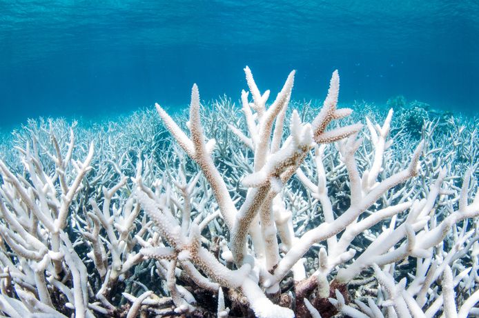 Australische Groot Barrièrerif verbleekt door klimaatopwarming