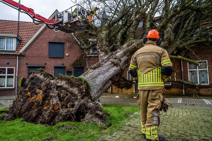 Een boom belandde pal bovenop een rijtjeswoning in Tilburg.