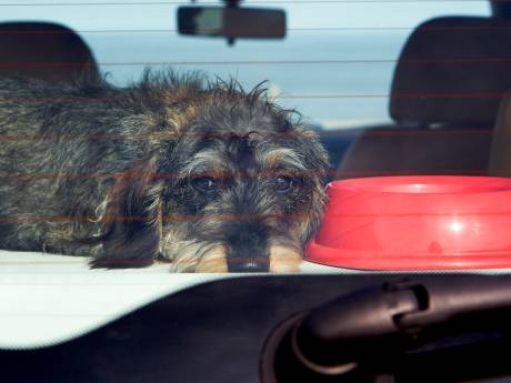 Hondje urenlang in bloedhete auto op parkeerterrein TT-circuit Assen, maar geen bewijs voor dierenmishandeling