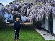 Joris (87) is apetrots op zijn 50 jaar oude blauwe regen: “Toen we hem plantten, was het een struikje van een meter hoog”