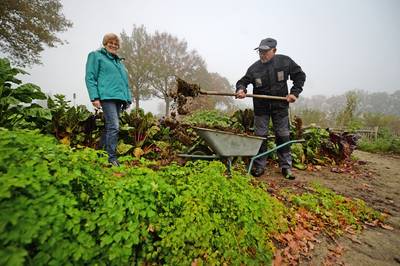 Vrijwilligers Noordijkse dorpsmoestuin: ‘Oogst nog beter verkocht dan vorig jaar’