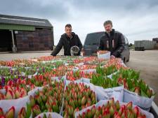 Kwekers in Flevoland raken tulpen niet kwijt: ‘Gigantische strop’