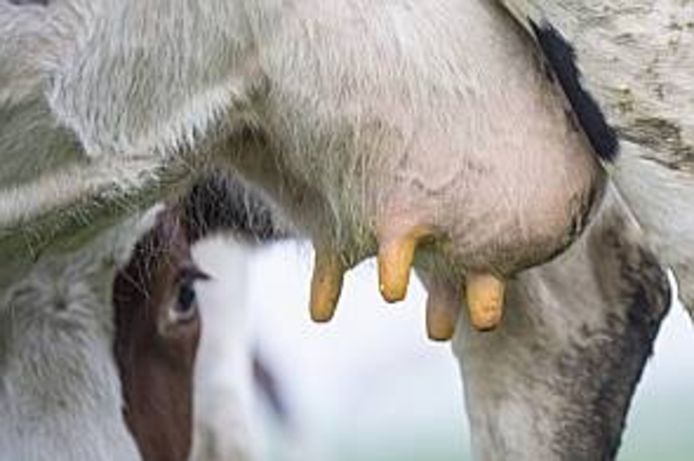 Een dierenarts uit Blokzijl mixte drie geneesmiddelen om koeien met ernstige uierontsteking te behandelen.