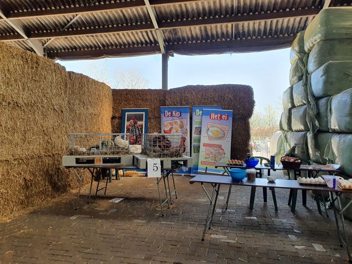Meer dan 200 kinderen van de lagere scholen in Hoogstraten kwamen vrijdag naar de boerderij van Jef Ryvers in Castelré.