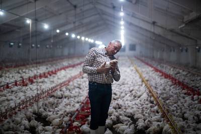 EU verspilt elk jaar drie miljoen ton kippenveren: zouden we ze misschien kunnen opeten?