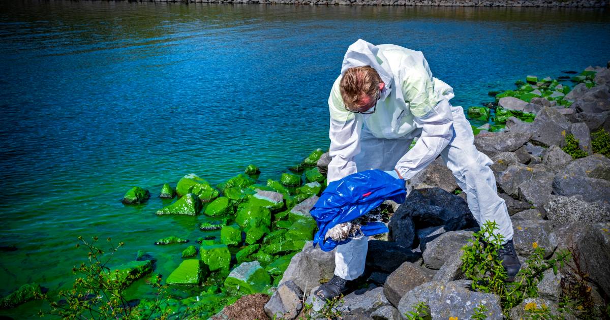 Silent disaster on the Haringvliet hundreds of dead birds in the