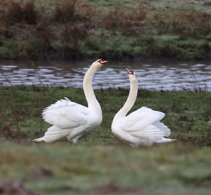 Door het buigen van de nek ontstaat een hartvormige uitstraling. Zwanen zijn monogaam en blijven hun hele leven bij dezelfde partner.