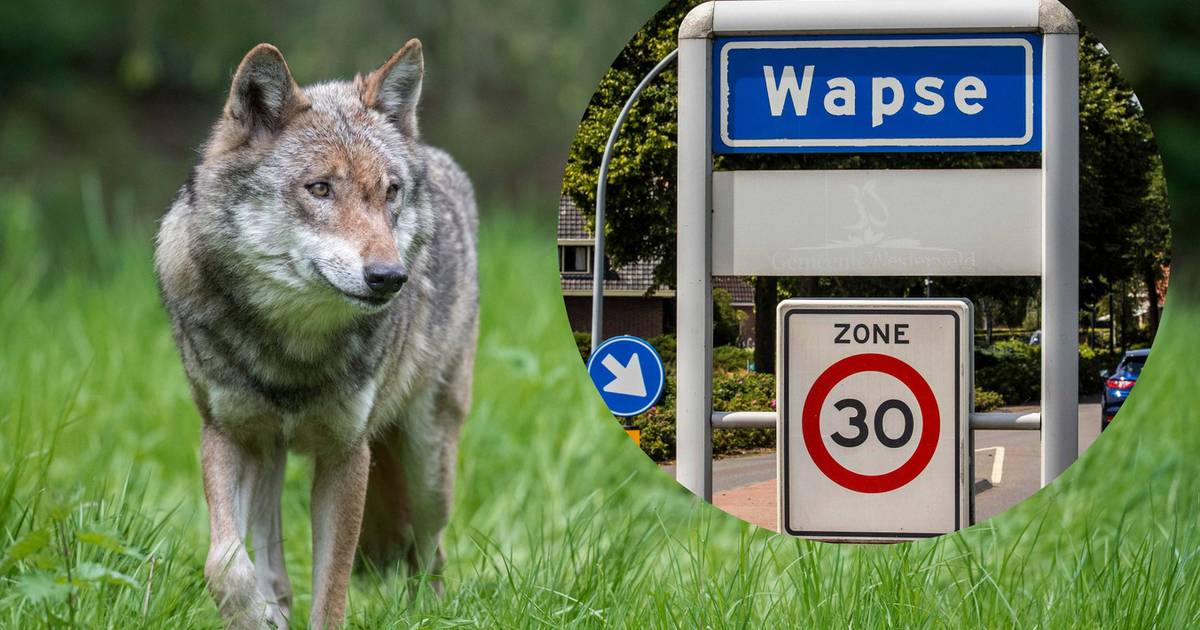 Betrokkenen doodgeschoten wolf in Wapse worden niet vervolgd: gebrek aan bewijs