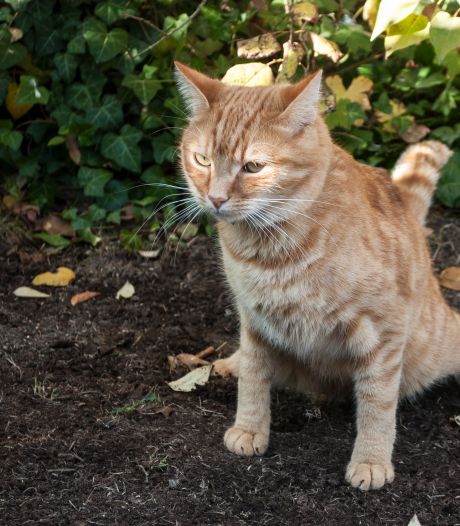 Eindhovense Joske Kivits Het Baasje Is Oorzaak Van Overlast Niet De Kat Eindhoven Bd Nl