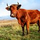 Gifstoffen gevonden in Nederlands wildernisvlees