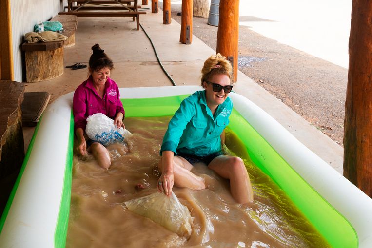 Louth, Australië. Baden in een badje kraanwater, modderig vanwege de droogte en tekorten aan schoon water.  Beeld Getty Images