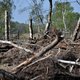 Opinie: Staatsbosbeheer verwoest de Peel, onder het mom van hoogveenherstel