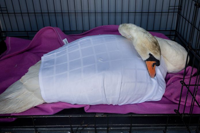 Gewonde zwanen kunnen voorlopig terecht in Dierentehuis 's-Hertogenbosch.