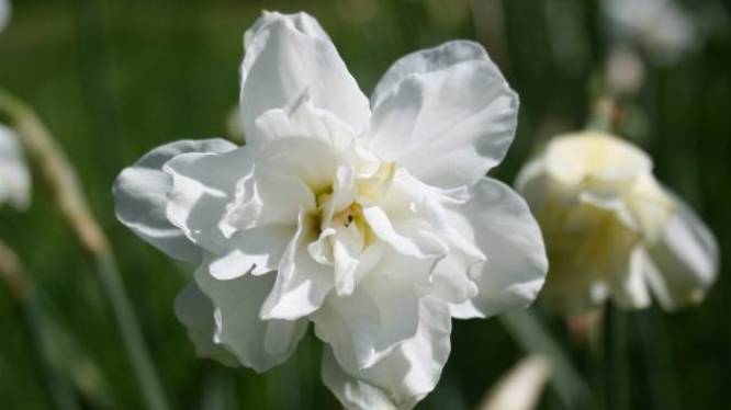 De enige narcis die lekker ruikt is de Narcissus poeticus