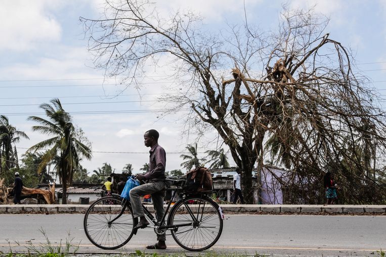 Een man staat naast door Idai verwoeste bomen in Beira. Beeld EPA