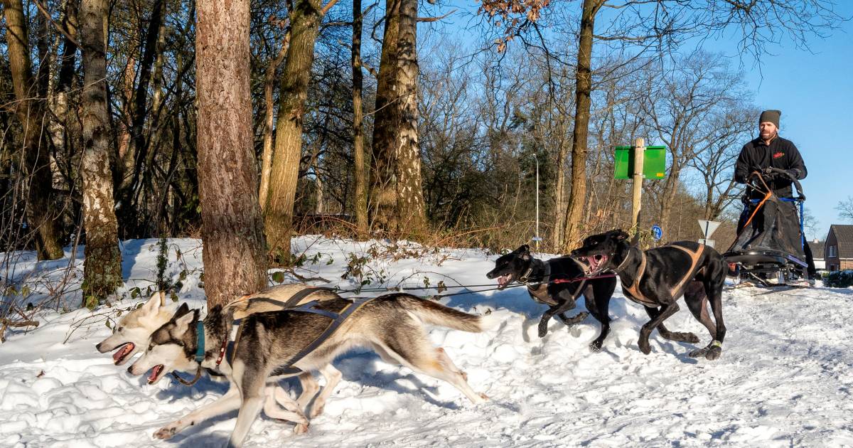 aardappel Lang Vuil Racen met sledehonden door de Arnhemse bossen; ook de husky's hebben de  sneeuw gemist | Arnhem | destentor.nl