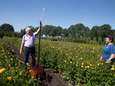 Bloemencorso’s Achterhoek niet in gevaar: dahlia’s doen het uitstekend ondanks droogte en hitte