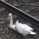 Gewonde zwaan stremt treinverkeer Amsterdam